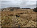 SO5984 : Shropshire Way on Brown Clee Hill by Mat Fascione