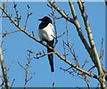 SJ9594 : Magpie (Pica pica) by Gerald England