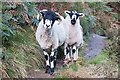 SK1286 : Derbyshire Gritstone Sheep by Jeff Buck