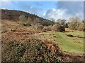 SO7638 : Heathland at Swinyard Hill by Mat Fascione