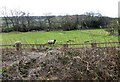 NZ1945 : Grazing field beside the old railway by Robert Graham