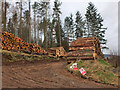 NT3334 : Timber stacks above Traquair by Jim Barton