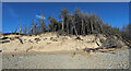 SH4063 : Eroding dunes, Newborough Forest by Andy Waddington