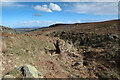 SE1185 : Fallen tree, Braithwaite Moor by Andy Waddington