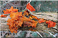 NH9259 : Orange Gorse Fungus by Anne Burgess