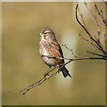 J4972 : Linnet, Newtownards by Rossographer