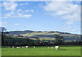 SD6691 : Sheep on south side of A684 by Trevor Littlewood