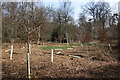 SP8800 : New Trees in Atkins Wood by Des Blenkinsopp