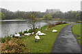 SD7406 : Water fowl in Moses Gate Country Park by Bill Boaden