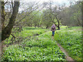 NT5832 : Riverside path near Monksford by Jim Barton