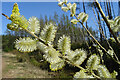 NJ4158 : Flowering Willow by Anne Burgess