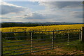 SJ3123 : Gate into field of oil-seed rape, Woolston Bank by Christopher Hilton