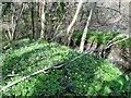 NZ1456 : Wood Anemones at Pontburn by Robert Graham