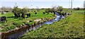 NY3369 : Cows in field beside Black Sark by Luke Shaw