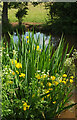 SO1520 : Yellow flags by Monmouthshire and Brecon Canal by Derek Harper