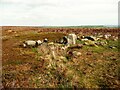 SE0128 : Sheep Stones, Wadsworth by Humphrey Bolton