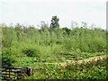 SK2442 : Young willow plantation by Brailsford Brook by Ian Calderwood