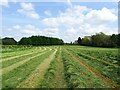 SK2341 : Recently mowed hay waiting to be baled by Ian Calderwood