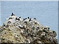 NZ4064 : Nesting seabirds at Marsden by Robert Graham