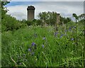 SO4584 : Bluebells near Flounders' Folly by Mat Fascione