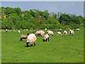 NT9250 : Sheep and lambs by the Tweed by Jim Barton