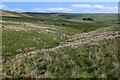 NY9240 : Weardale Way on Hangingwells Common by Chris Heaton