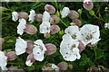 NJ8267 : Sea Camption (Silene uniflora) by Anne Burgess