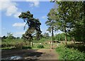 TM3446 : Upper Hollesley Common by Jonathan Thacker