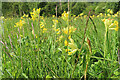 NN9555 : Cowslips (Primula veris) by Anne Burgess