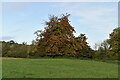 H3623 : Autumn colour, Crom Estate by N Chadwick