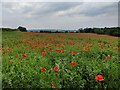 SO8579 : A field of poppies along Axborough Lane by Mat Fascione