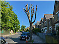 TQ3271 : Pollarded street tree, South Croxted Road, Gipsy Hill, London by Robin Stott