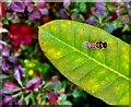 H4672 : Marmalade hoverfly, Omagh by Kenneth  Allen