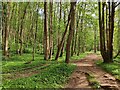 SO7583 : Hall Close Coppice at the Severn Valley Country Park by Mat Fascione