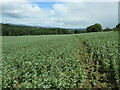 SO4473 : Herefordshire Trail heading north-east to Castle Bridge by Christine Johnstone