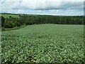 SO4473 : Bean field above Downton Gorge by Christine Johnstone