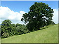 SO4473 : Oak tree in grassland, Hunstay Hill by Christine Johnstone