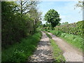 SP1999 : Flowering horse chestnut tree on the bridleway by Christine Johnstone