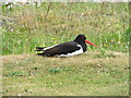 NT5157 : Oystercatcher by the Kelphope Burn by M J Richardson