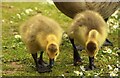 TA0389 : Young goslings, Peasholm Park, Scarborough by Graham Robson