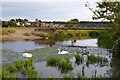 TL8641 : Swans on the River Stour by Philip Halling