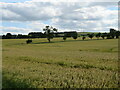 NT5150 : Barley field in Lauderdale by M J Richardson