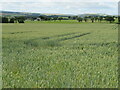 NT5250 : Wheat at Newbigging Walls by M J Richardson