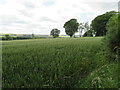 NT5447 : Wheat near Lauder Bridge by M J Richardson