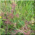 NT5150 : Cut-leaved Cranesbill in a field gateway by M J Richardson