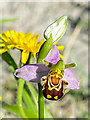 TQ2452 : Bee Orchid (Ophrys apifera) by Ian Capper