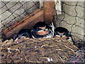 SE0391 : Swallows Nesting in St Oswald's Church by David Dixon