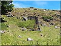 SJ9966 : Ruined sheepfold at Goosetree Farm by Ian Calderwood