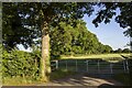 SJ6418 : Hedgerows and fields by P Gaskell