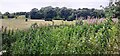 NY4933 : Cows in field on SW side of rural road with rosebay willowherb on the verge by Roger Templeman